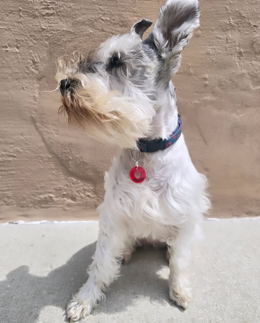 Phish Donut Pet ID Tag - Customizable